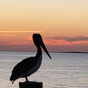 Meet your Posher, Mason